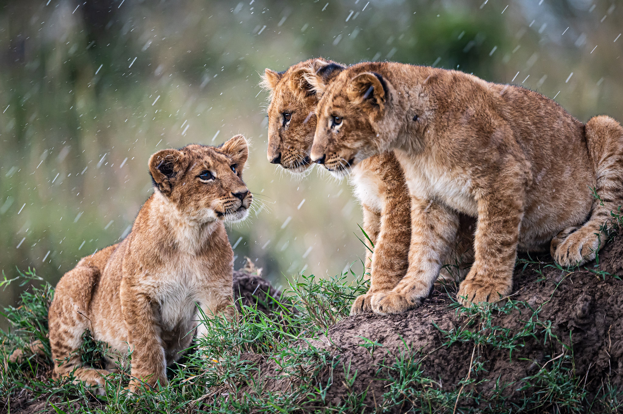Family safari
