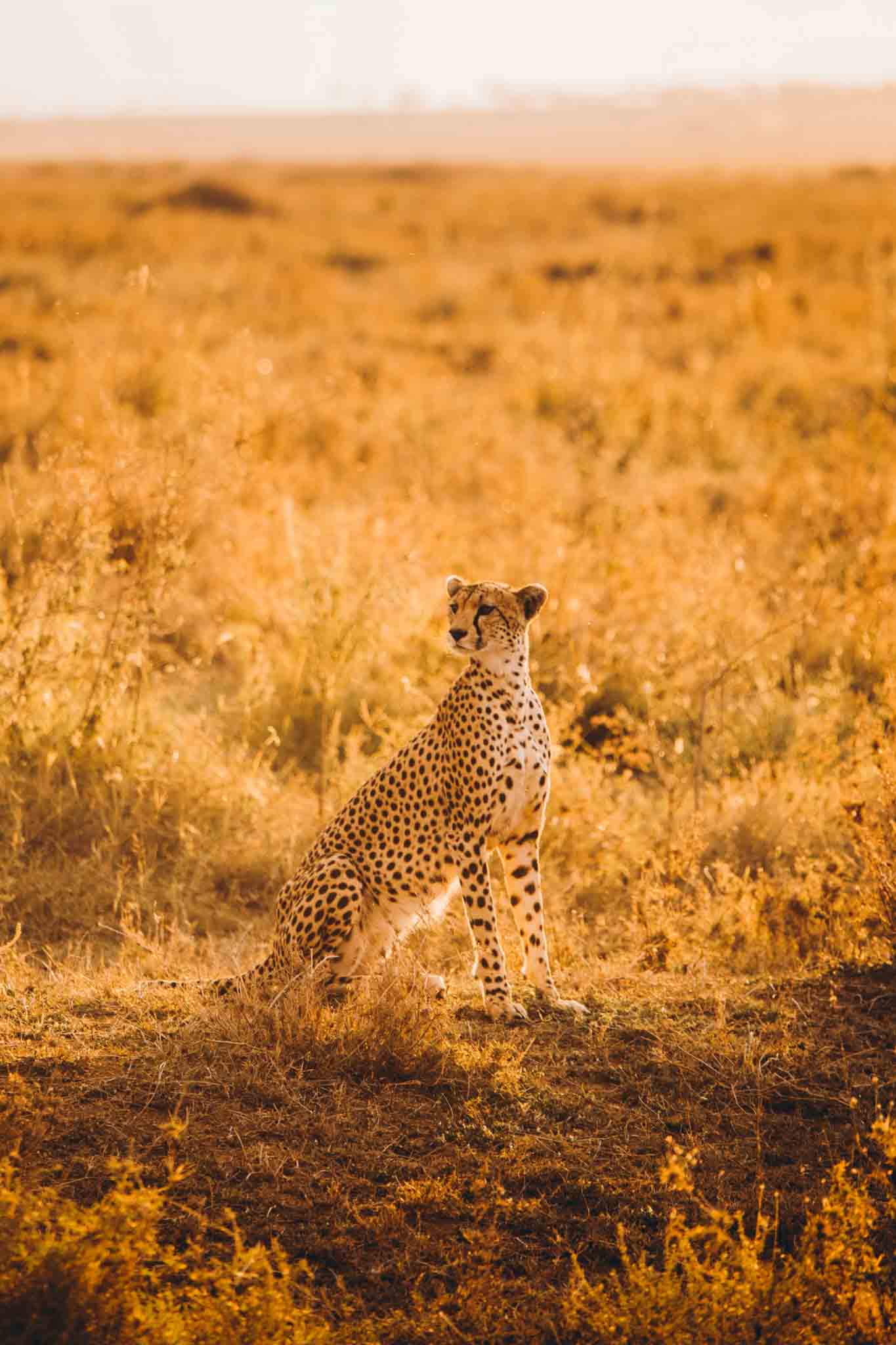 Solo Safari