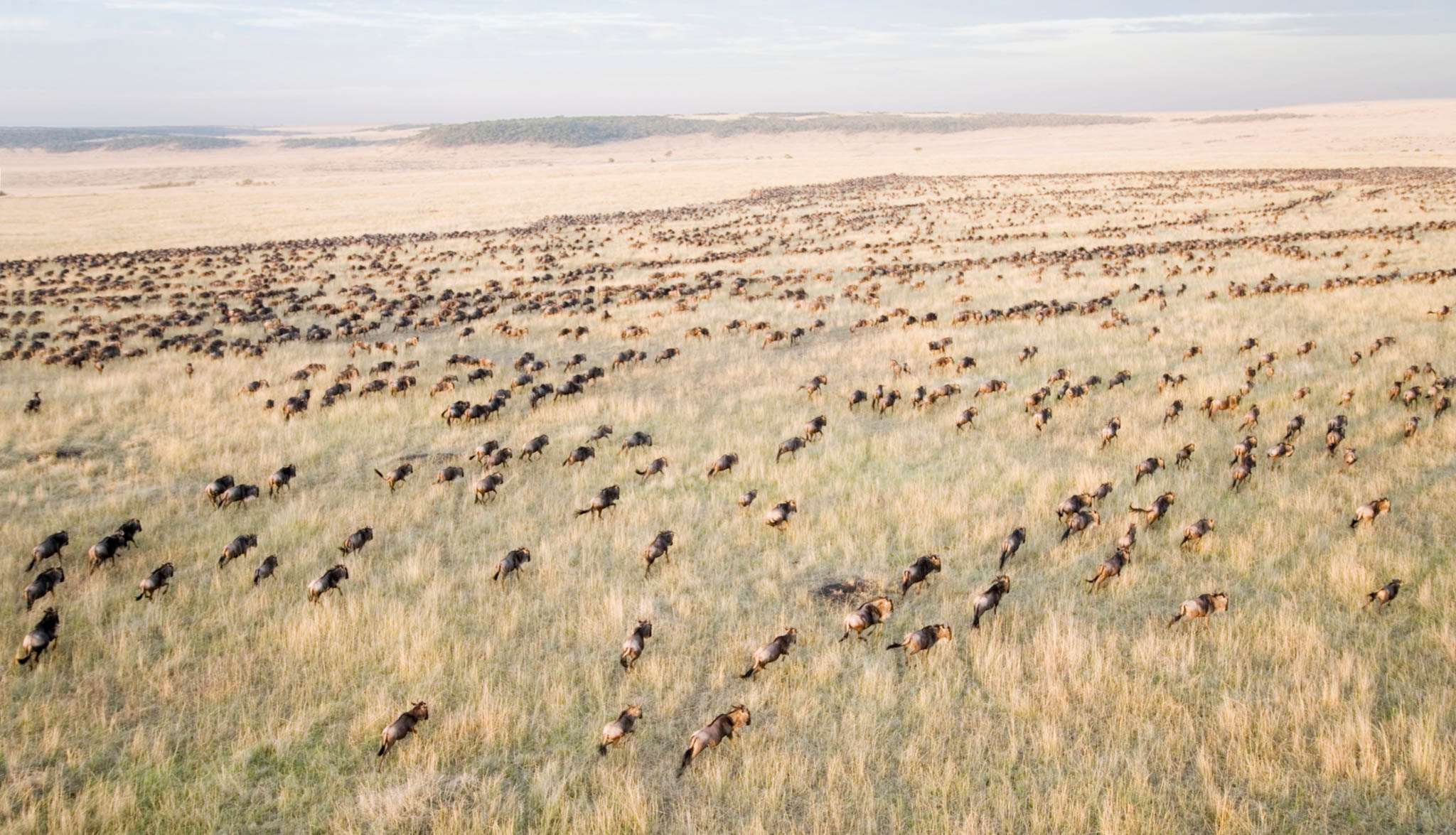 Great Migration Safari