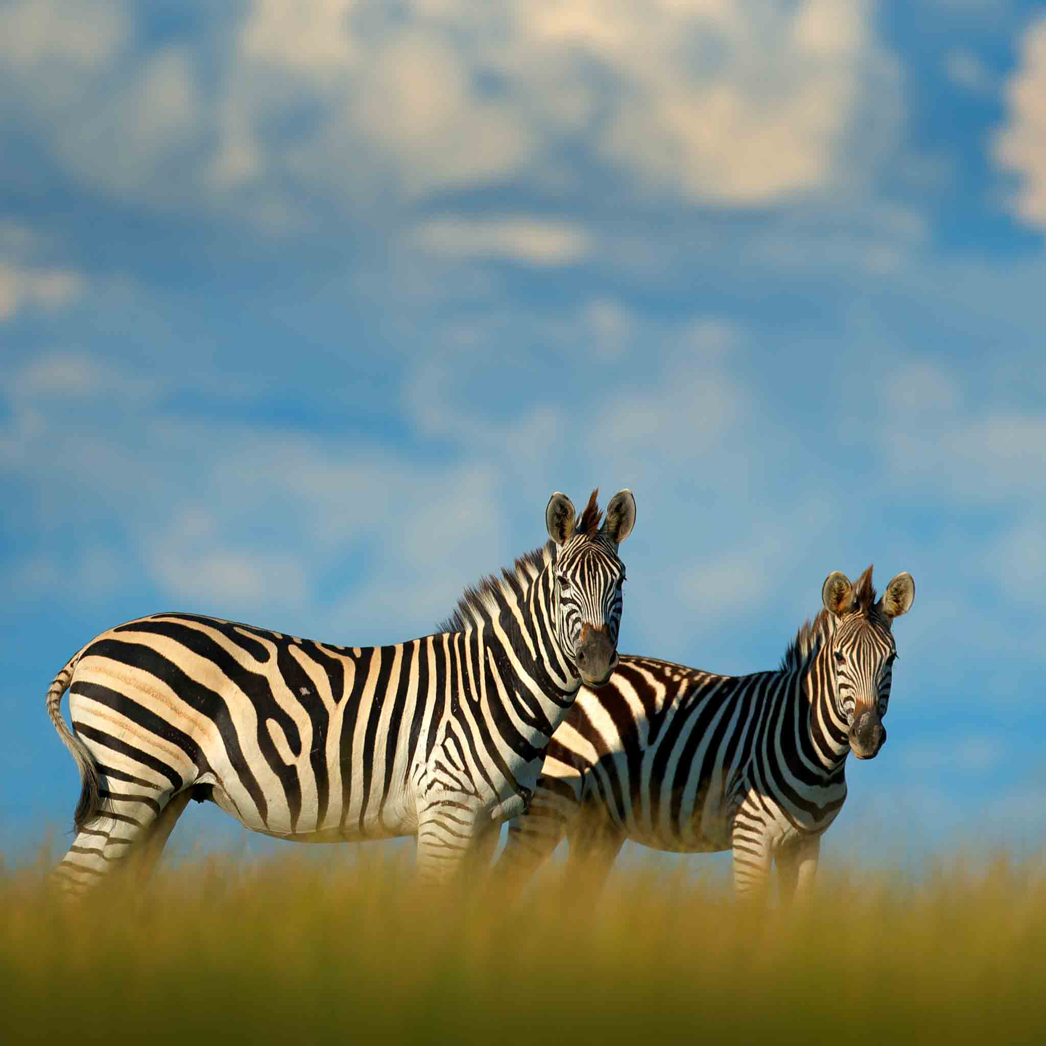 Honeymoon Safari