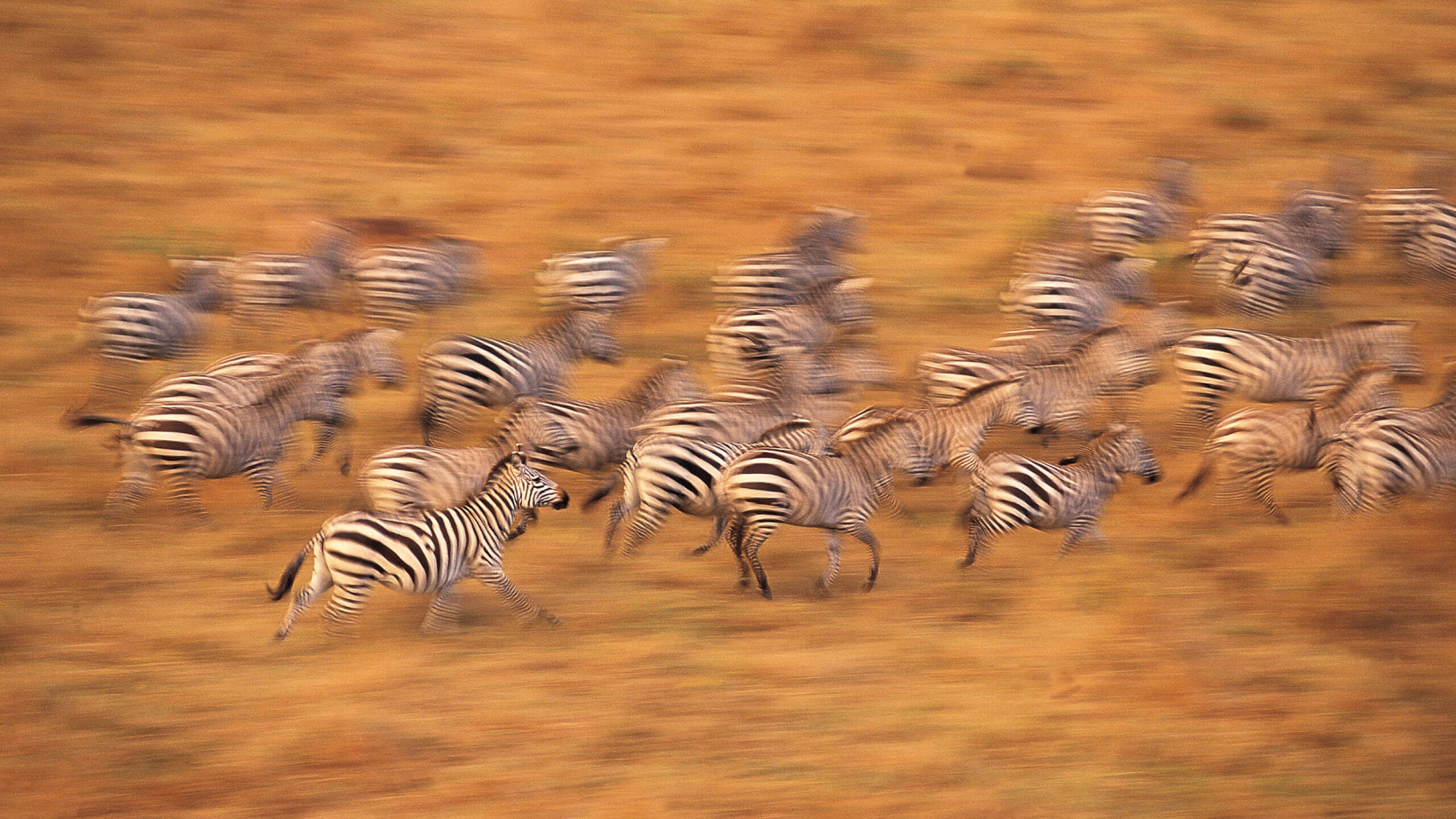 Selous Game Reserve