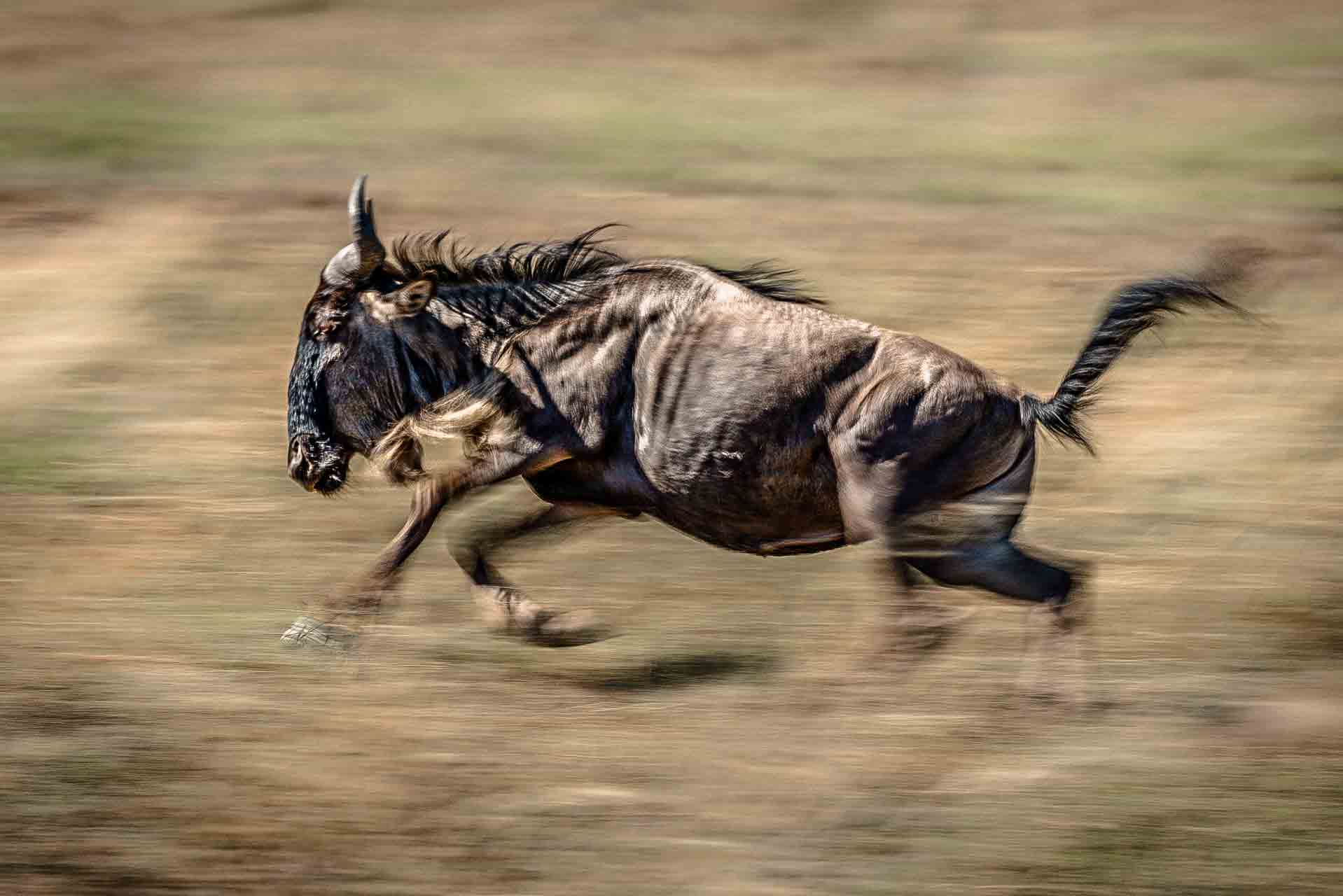 Great Migration Safari